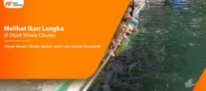 Read more about the article Melihat Ikan Langka di Objek Wisata Cibulan
