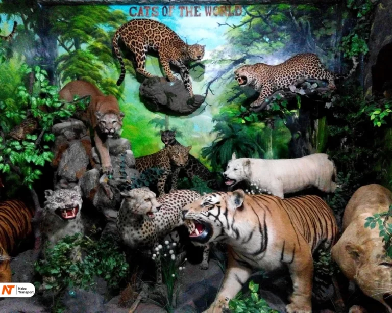 Rahmat International Wildlife Museum & Gallery