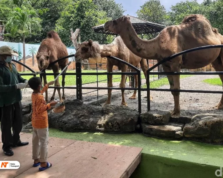 Kebun Binatang Surabaya