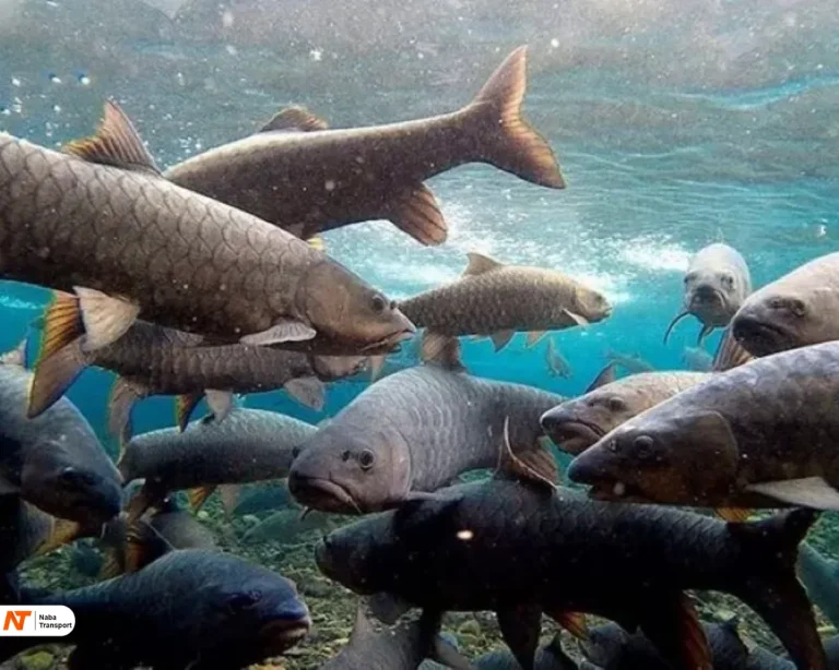 Ikan Cibulan by jawapos.com