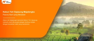 Read more about the article Kebun Teh Cipasung Majalengka Pesona Alam yang Menawan