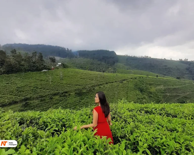 Kebun Teh Cipasung