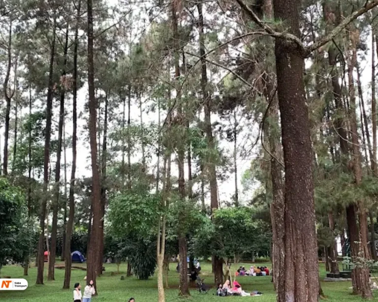 Hutan Pinus yang Teduh source by syeichualrizl.com