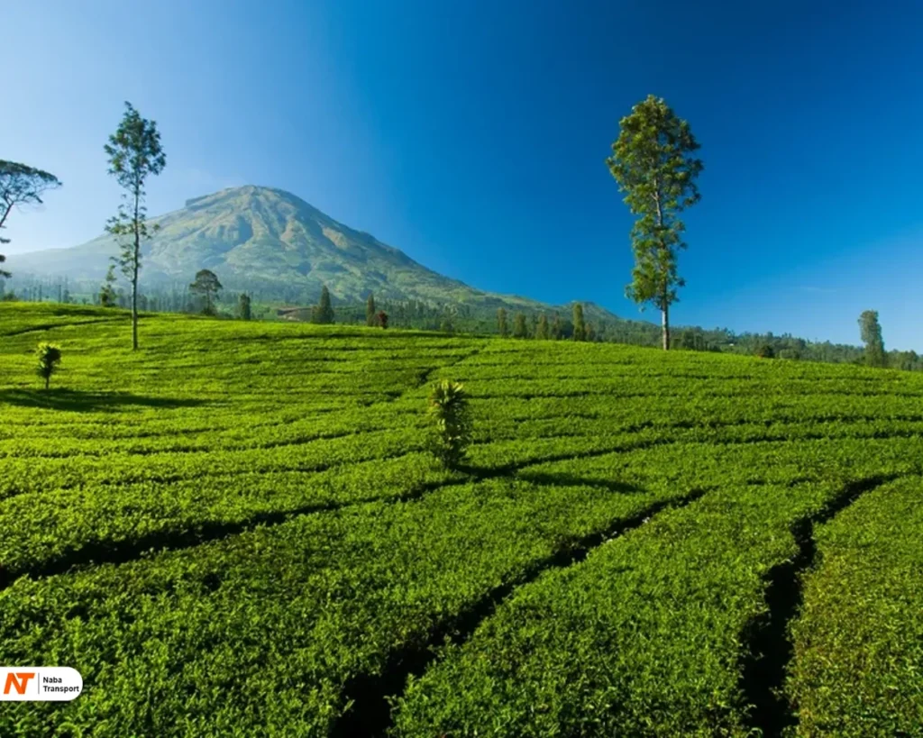 Kebun Teh Semugih Source by Media Pemalang - Pikiran Rakyat